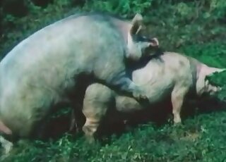Zoo XXX movie showing pigs fucking in an outdoor setting